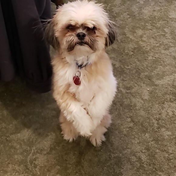 Meet your Posher, Carol - Picture 1 of 1